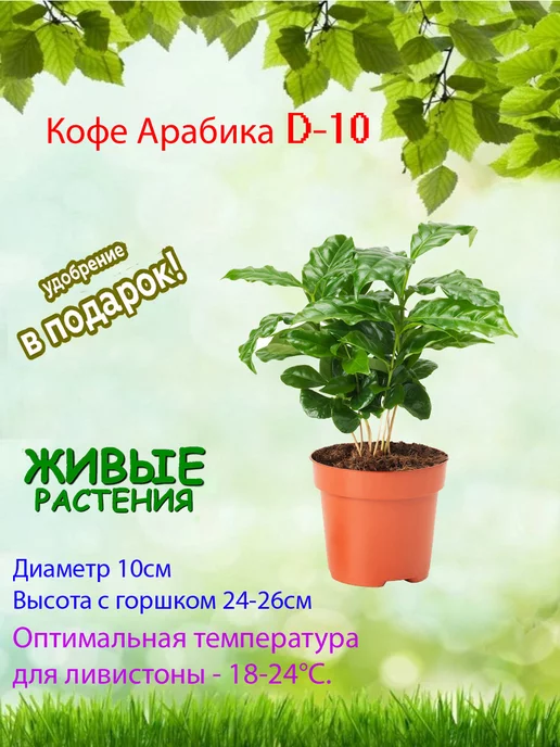 КОФЕ И КОКОС