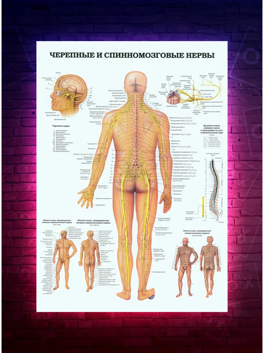 О-Хочу! Постер Анатомия - Черепные и спинномозговые нервы