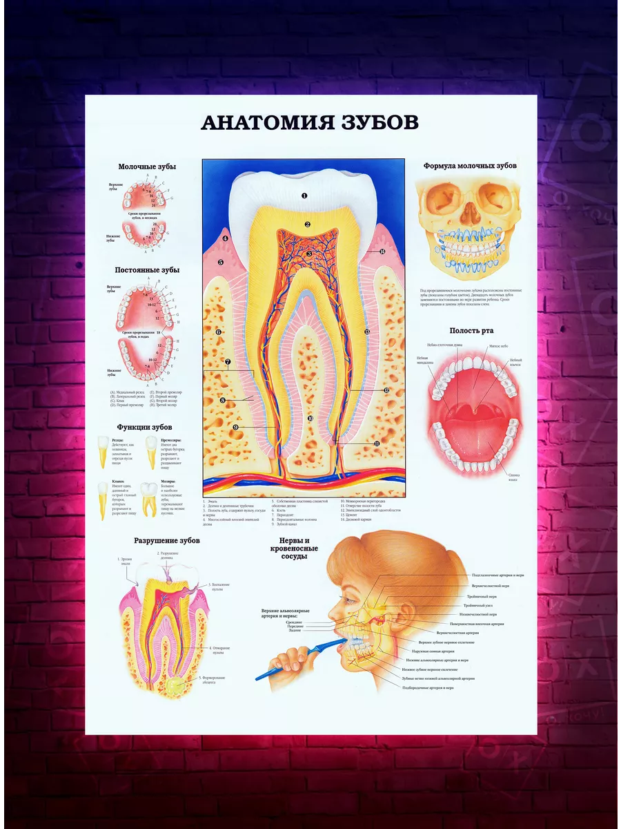 Постер анатомия зубов для медиков и стоматологов