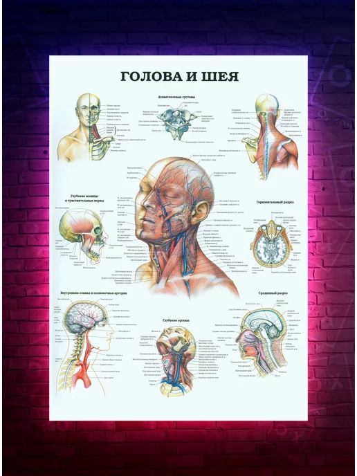 О-Хочу! Постер Анатомия - Голова и шея