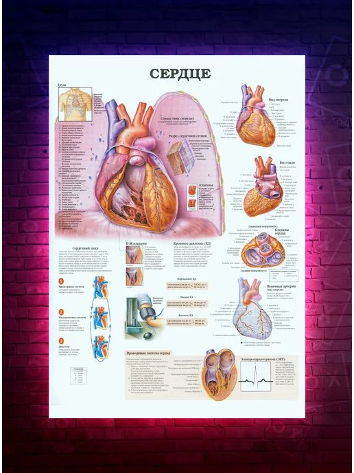 О-Хочу! Постер анатомия Сердце